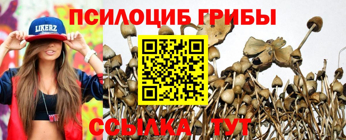 Галлюциногенные грибы Psilocybine cubensis Карпинск